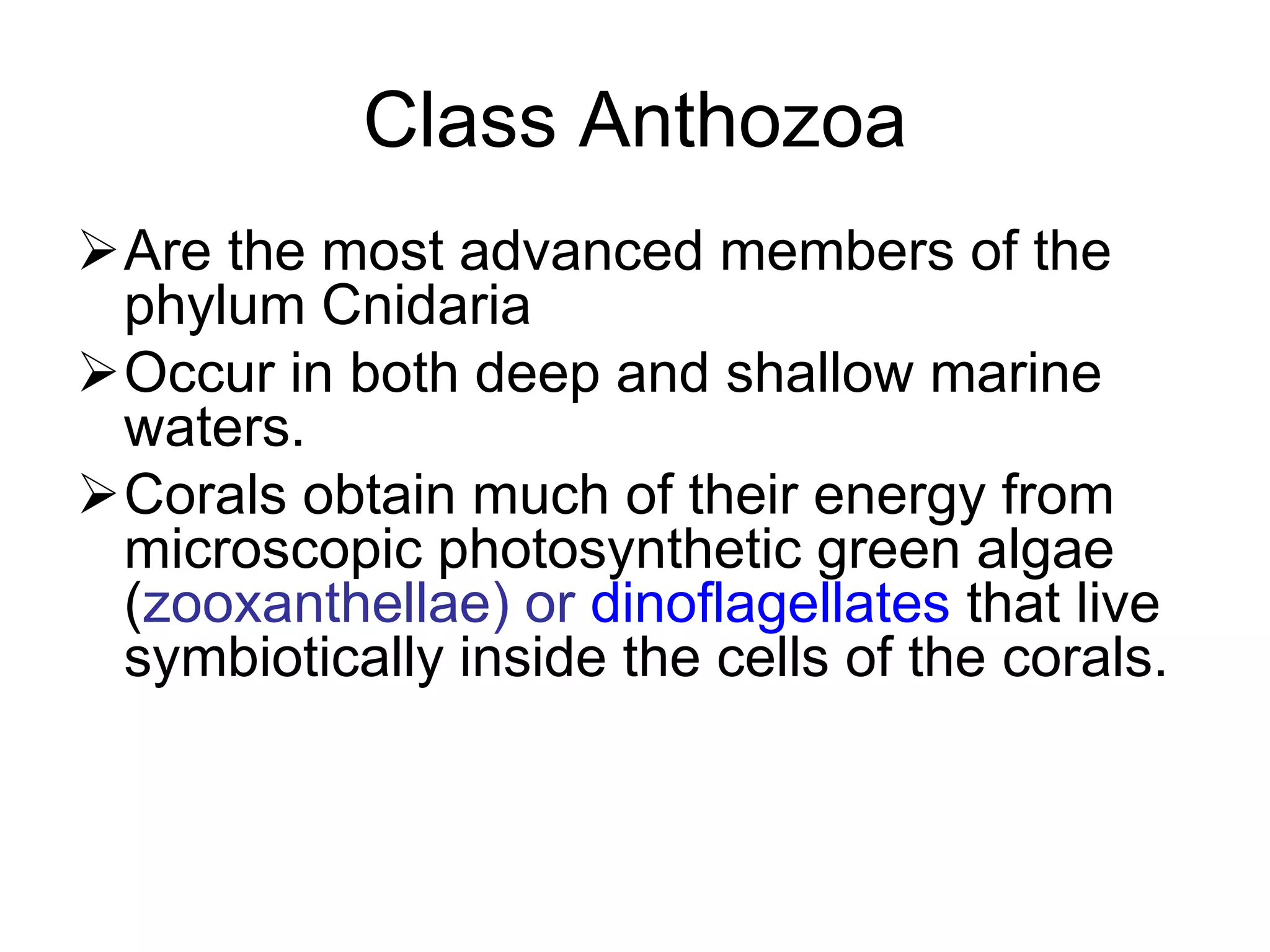 Class Anthozoa
Are the most advanced members of the
phylum Cnidaria
Occur in both deep and shallow marine
waters.
Corals obtain much of their energy from
microscopic photosynthetic green algae
(zooxanthellae) or dinoflagellates that live
symbiotically inside the cells of the corals.
 