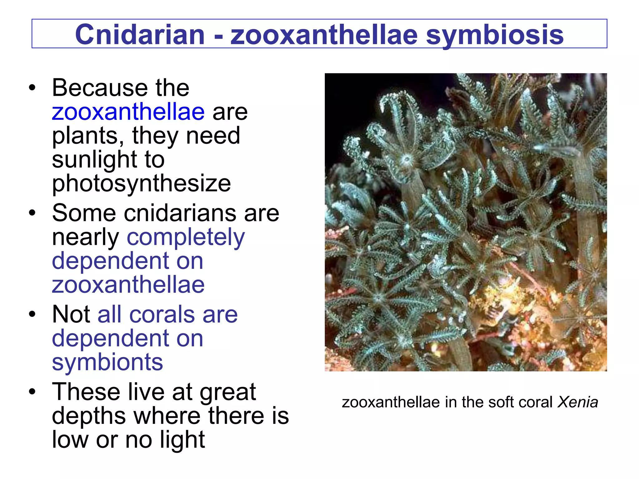 Cnidarian - zooxanthellae symbiosis
• Because the
zooxanthellae are
plants, they need
sunlight to
photosynthesize
• Some cnidarians are
nearly completely
dependent on
zooxanthellae
• Not all corals are
dependent on
symbionts
• These live at great
depths where there is
low or no light
zooxanthellae in the soft coral Xenia
 