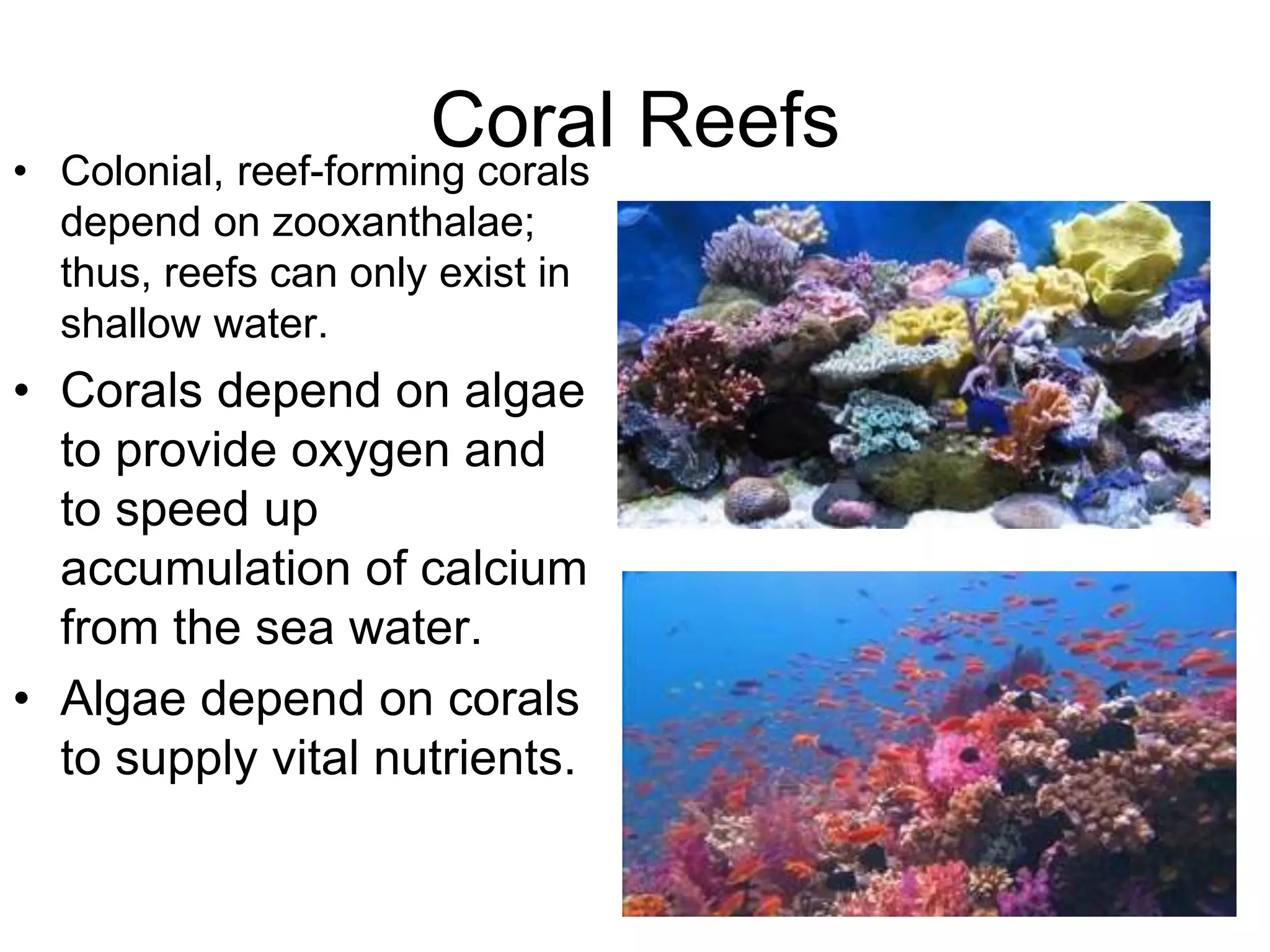 Coral Reefs
• Colonial, reef-forming corals
depend on zooxanthalae;
thus, reefs can only exist in
shallow water.
• Corals depend on algae
to provide oxygen and
to speed up
accumulation of calcium
from the sea water.
• Algae depend on corals
to supply vital nutrients.
 