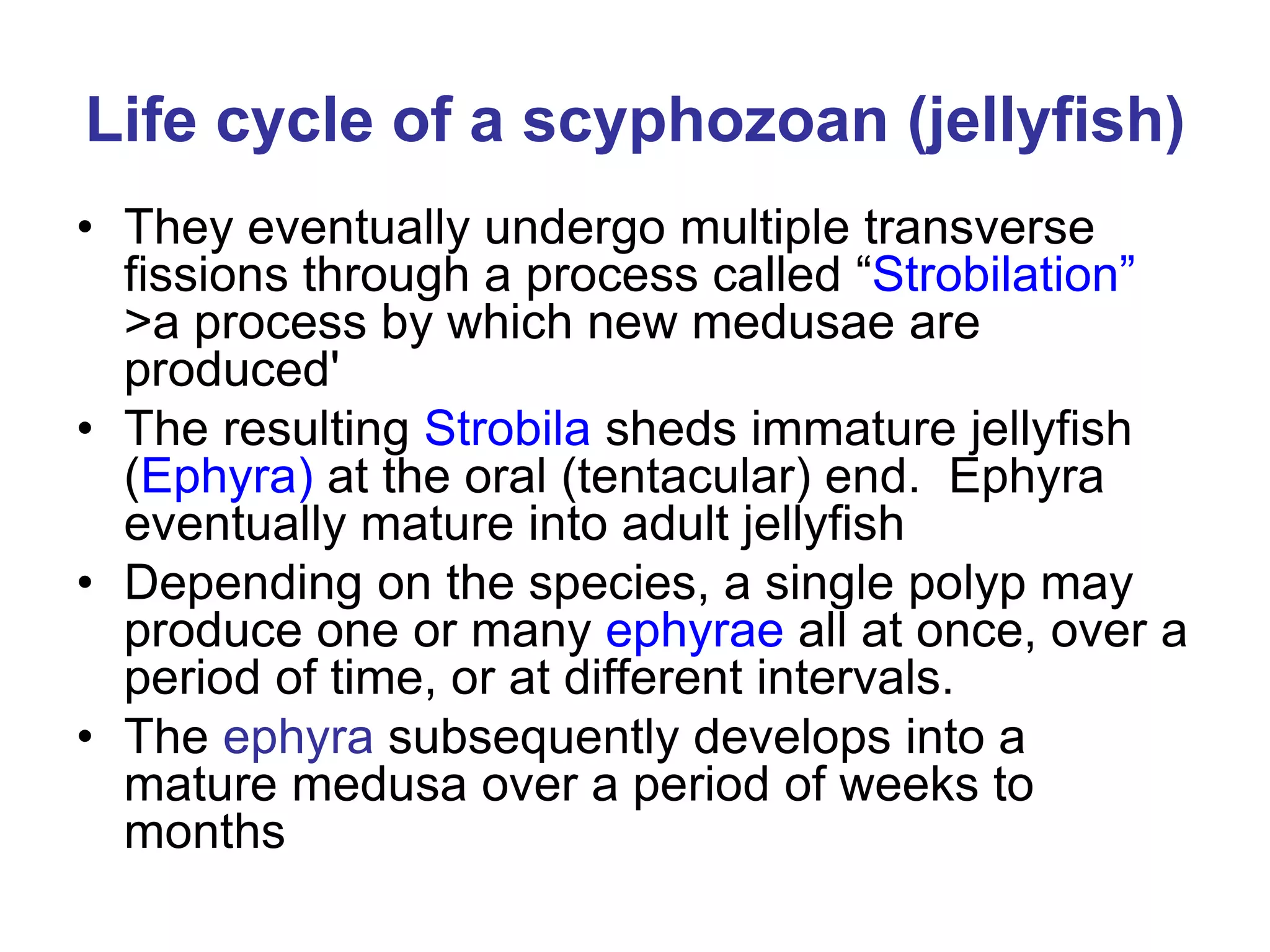 Life cycle of a scyphozoan (jellyfish)
• They eventually undergo multiple transverse
fissions through a process called “Strobilation”
>a process by which new medusae are
produced'
• The resulting Strobila sheds immature jellyfish
(Ephyra) at the oral (tentacular) end. Ephyra
eventually mature into adult jellyfish
• Depending on the species, a single polyp may
produce one or many ephyrae all at once, over a
period of time, or at different intervals.
• The ephyra subsequently develops into a
mature medusa over a period of weeks to
months
 