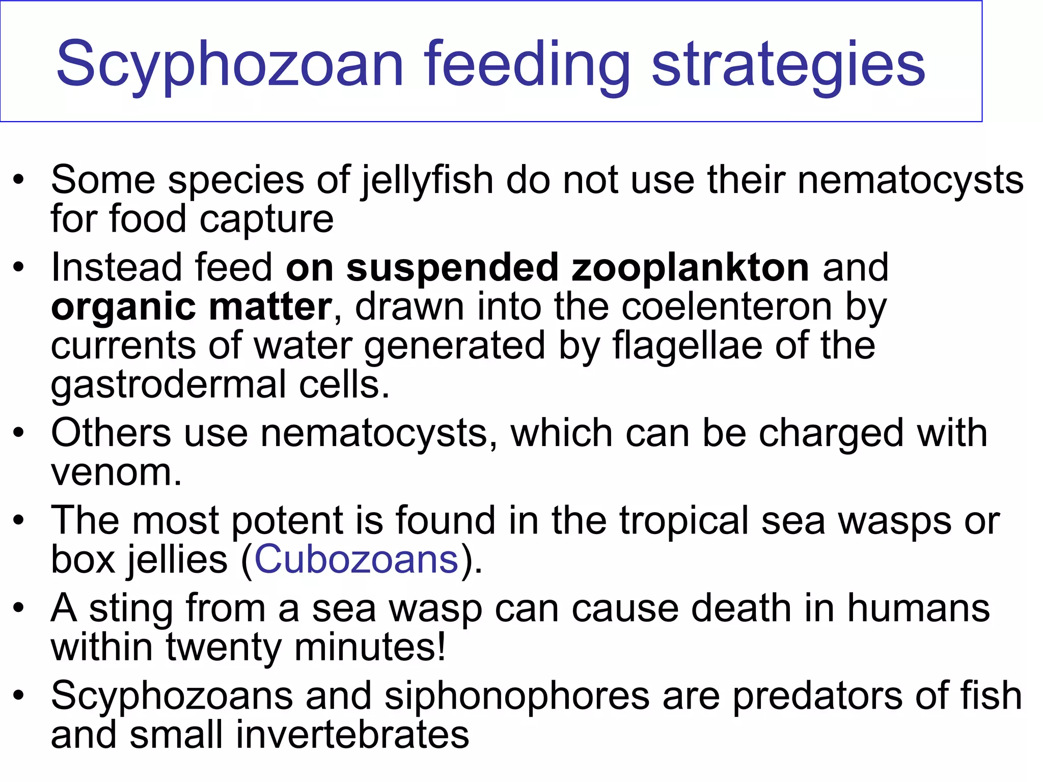 Scyphozoan feeding strategies
• Some species of jellyfish do not use their nematocysts
for food capture
• Instead feed on suspended zooplankton and
organic matter, drawn into the coelenteron by
currents of water generated by flagellae of the
gastrodermal cells.
• Others use nematocysts, which can be charged with
venom.
• The most potent is found in the tropical sea wasps or
box jellies (Cubozoans).
• A sting from a sea wasp can cause death in humans
within twenty minutes!
• Scyphozoans and siphonophores are predators of fish
and small invertebrates
 