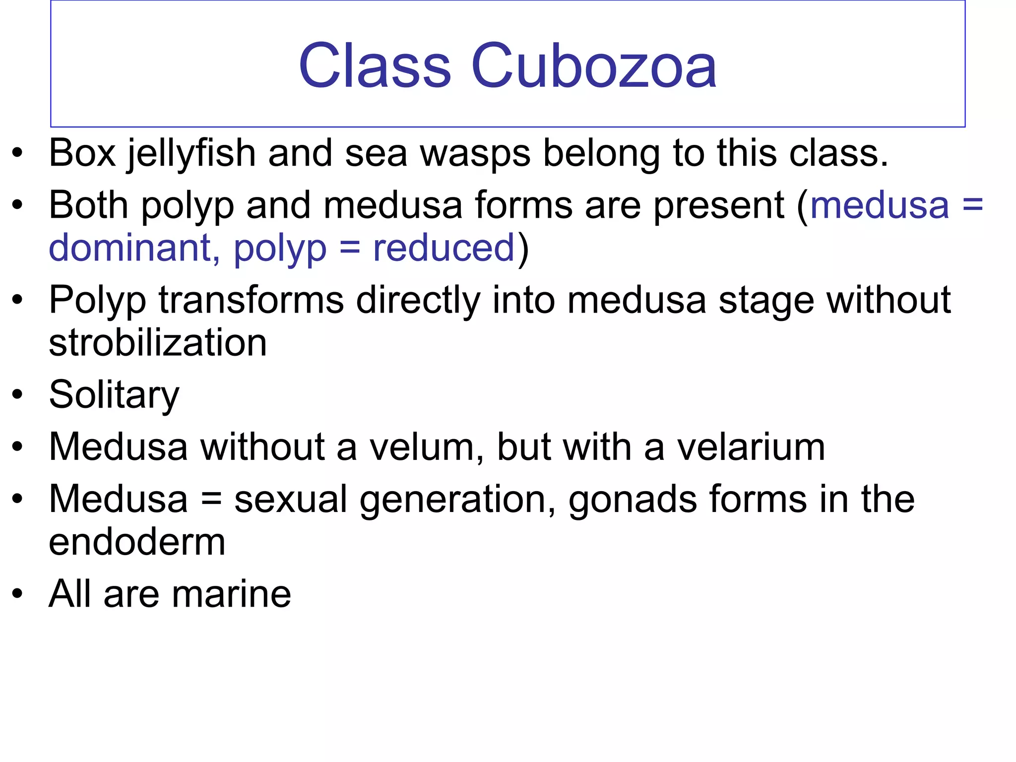 Class Cubozoa
• Box jellyfish and sea wasps belong to this class.
• Both polyp and medusa forms are present (medusa =
dominant, polyp = reduced)
• Polyp transforms directly into medusa stage without
strobilization
• Solitary
• Medusa without a velum, but with a velarium
• Medusa = sexual generation, gonads forms in the
endoderm
• All are marine
 