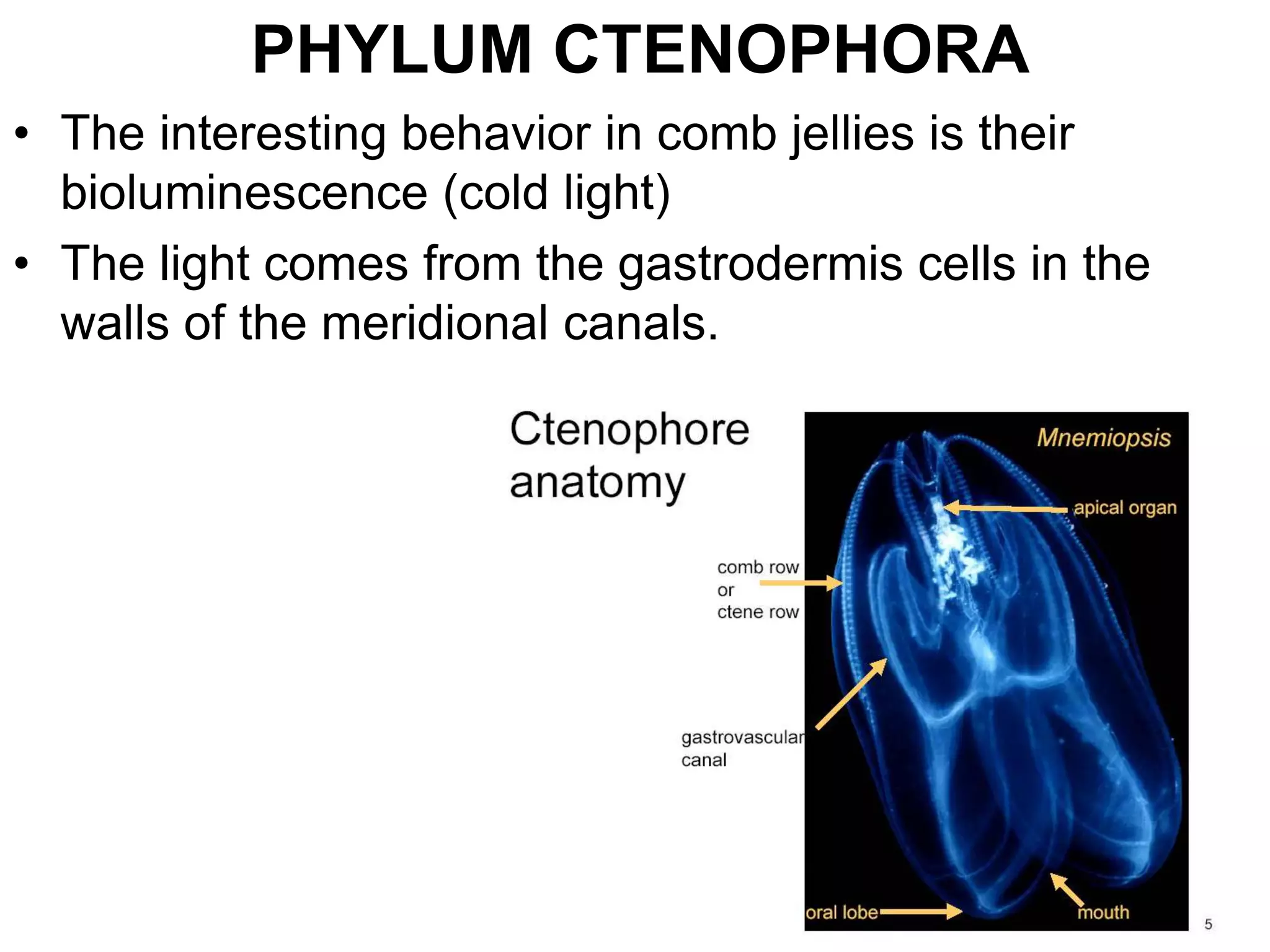 PHYLUM CTENOPHORA
• The interesting behavior in comb jellies is their
bioluminescence (cold light)
• The light comes from the gastrodermis cells in the
walls of the meridional canals.
 
