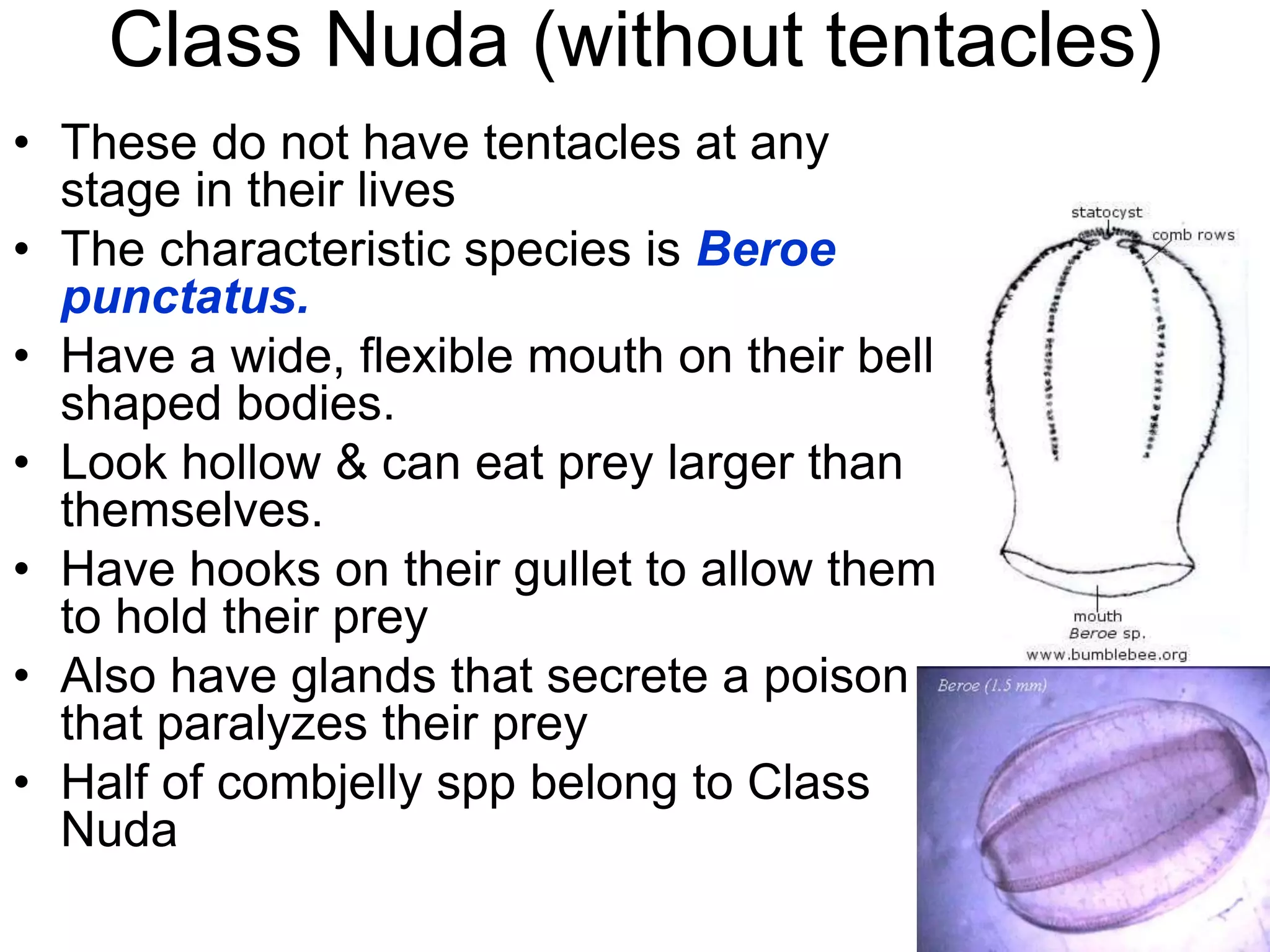 Class Nuda (without tentacles)
• These do not have tentacles at any
stage in their lives
• The characteristic species is Beroe
punctatus.
• Have a wide, flexible mouth on their bell
shaped bodies.
• Look hollow & can eat prey larger than
themselves.
• Have hooks on their gullet to allow them
to hold their prey
• Also have glands that secrete a poison
that paralyzes their prey
• Half of combjelly spp belong to Class
Nuda
 