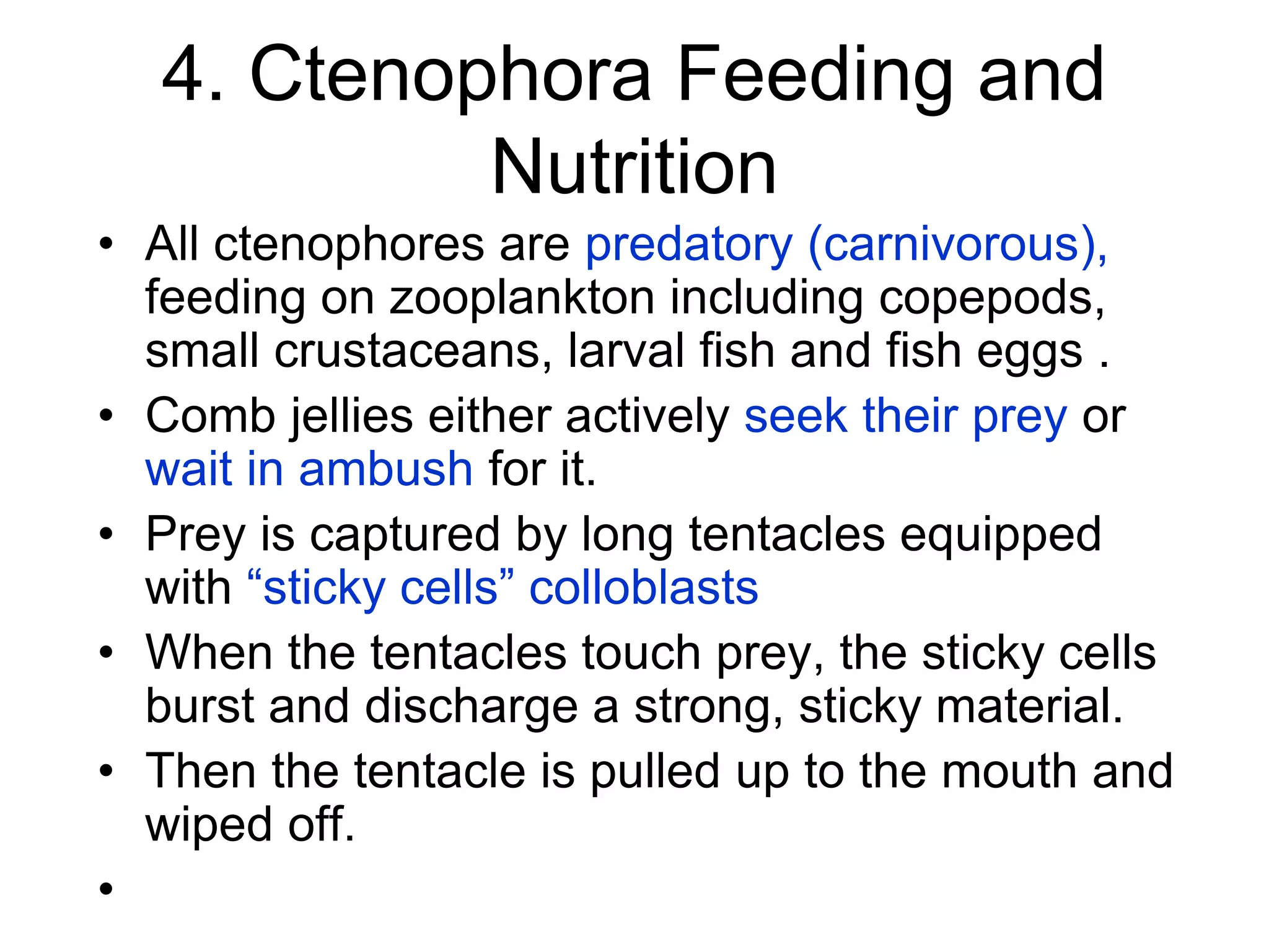 4. Ctenophora Feeding and
Nutrition
• All ctenophores are predatory (carnivorous),
feeding on zooplankton including copepods,
small crustaceans, larval fish and fish eggs .
• Comb jellies either actively seek their prey or
wait in ambush for it.
• Prey is captured by long tentacles equipped
with “sticky cells” colloblasts
• When the tentacles touch prey, the sticky cells
burst and discharge a strong, sticky material.
• Then the tentacle is pulled up to the mouth and
wiped off.
•
 