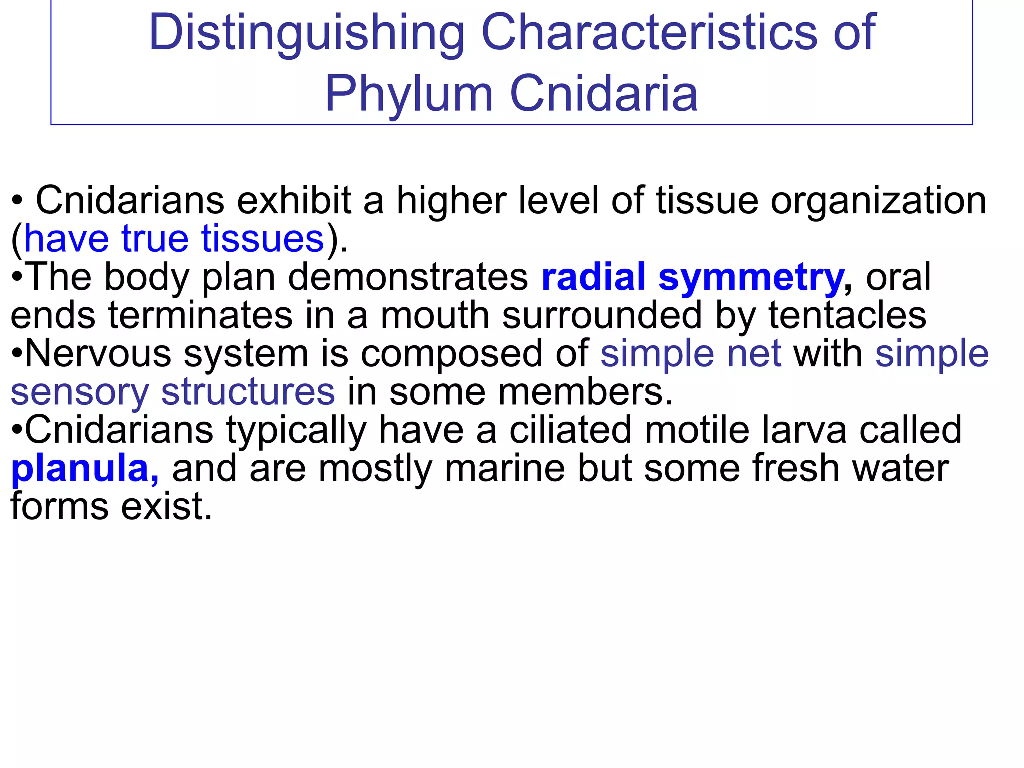Distinguishing Characteristics of
Phylum Cnidaria
• Cnidarians exhibit a higher level of tissue organization
(have true tissues).
•The body plan demonstrates radial symmetry, oral
ends terminates in a mouth surrounded by tentacles
•Nervous system is composed of simple net with simple
sensory structures in some members.
•Cnidarians typically have a ciliated motile larva called
planula, and are mostly marine but some fresh water
forms exist.
 