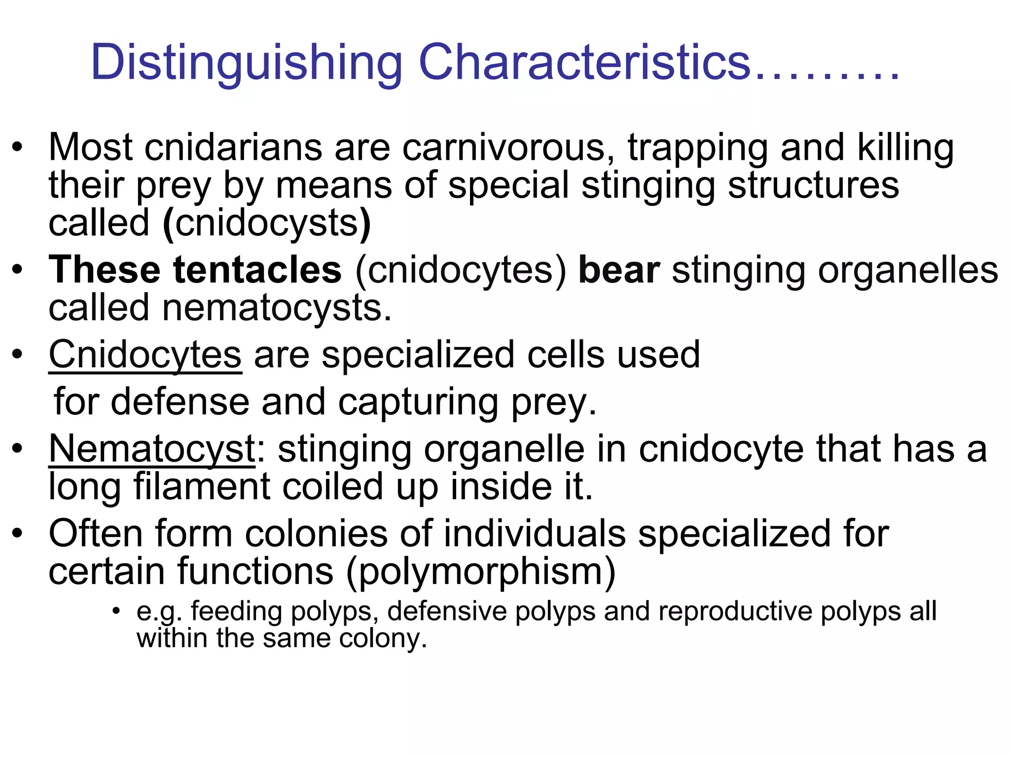 Distinguishing Characteristics………
• Most cnidarians are carnivorous, trapping and killing
their prey by means of special stinging structures
called (cnidocysts)
• These tentacles (cnidocytes) bear stinging organelles
called nematocysts.
• Cnidocytes are specialized cells used
for defense and capturing prey.
• Nematocyst: stinging organelle in cnidocyte that has a
long filament coiled up inside it.
• Often form colonies of individuals specialized for
certain functions (polymorphism)
• e.g. feeding polyps, defensive polyps and reproductive polyps all
within the same colony.
 