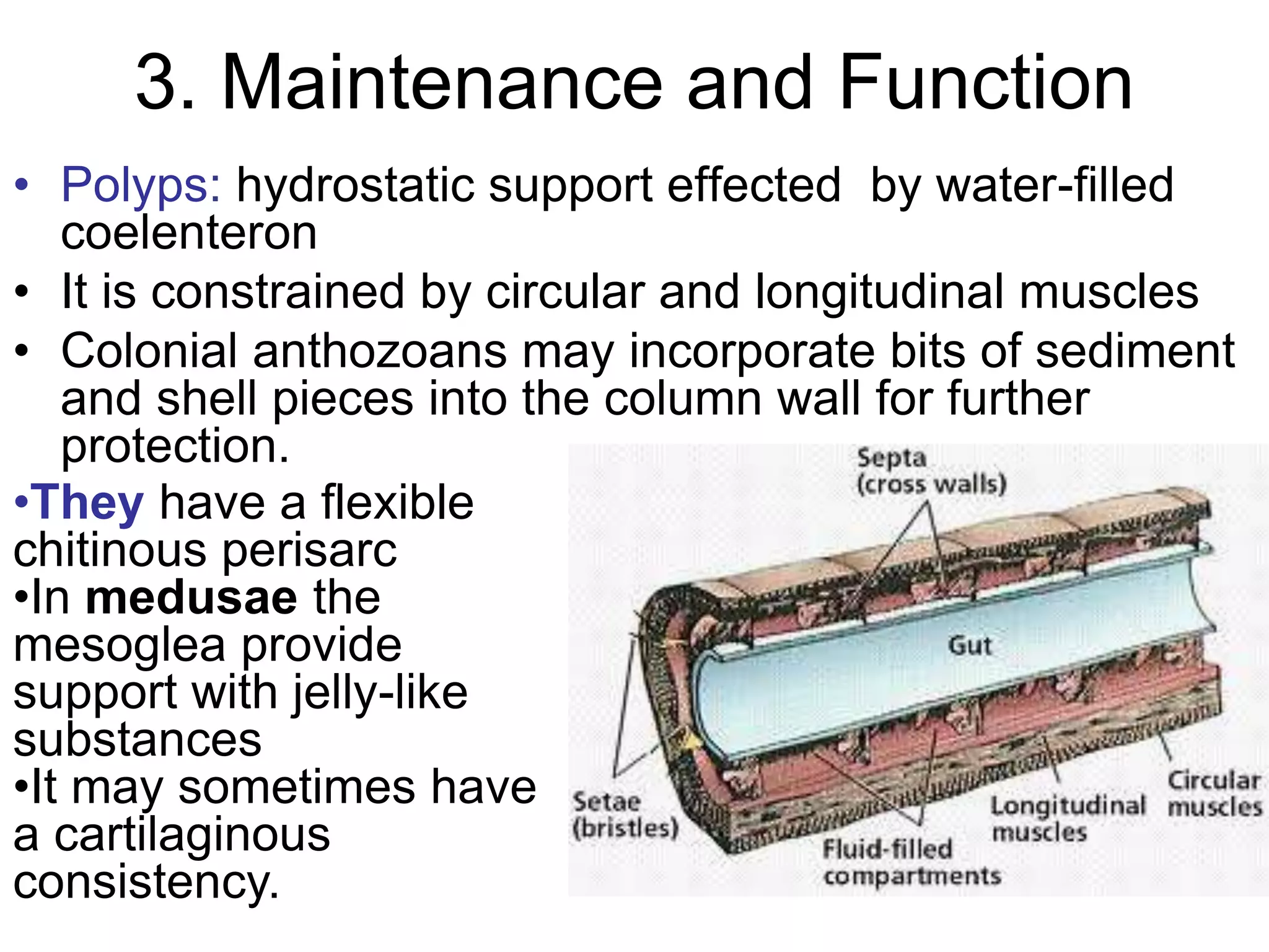 3. Maintenance and Function
• Polyps: hydrostatic support effected by water-filled
coelenteron
• It is constrained by circular and longitudinal muscles
• Colonial anthozoans may incorporate bits of sediment
and shell pieces into the column wall for further
protection.
•They have a flexible
chitinous perisarc
•In medusae the
mesoglea provide
support with jelly-like
substances
•It may sometimes have
a cartilaginous
consistency.
 