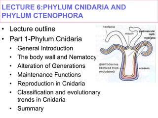 LECTURE 6:PHYLUM CNIDARIA AND
PHYLUM CTENOPHORA
• Lecture outline
• Part 1-Phylum Cnidaria
• General Introduction
• The body wall and Nematocysts
• Alteration of Generations
• Maintenance Functions
• Reproduction in Cnidaria
• Classification and evolutionary
trends in Cnidaria
• Summary
 