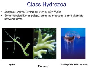 Class Hydrozoa
• Examples: Obelia, Portuguese Man-of-War, Hydra
• Some species live as polyps, some as medusae, some alter...