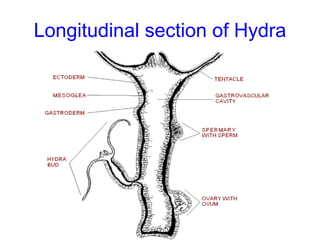 Typical structure of a Hydroid polyp
 