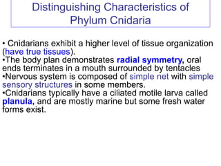 Distinguishing Characteristics of
Phylum Cnidaria
• Cnidarians exhibit a higher level of tissue organization
(have true ti...