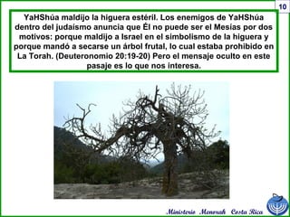 Ministerio Menorah Costa Rica
10
YaHShúa maldijo la higuera estéril. Los enemigos de YaHShúa
dentro del judaísmo anuncia que Él no puede ser el Mesías por dos
motivos: porque maldijo a Israel en el simbolismo de la higuera y
porque mandó a secarse un árbol frutal, lo cual estaba prohibido en
La Torah. (Deuteronomio 20:19-20) Pero el mensaje oculto en este
pasaje es lo que nos interesa.
 