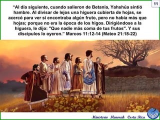 Ministerio Menorah Costa Rica
11
“Al día siguiente, cuando salieron de Betania, Yahshúa sintió
hambre. Al divisar de lejos una higuera cubierta de hojas, se
acercó para ver si encontraba algún fruto, pero no había más que
hojas; porque no era la época de los higos. Dirigiéndose a la
higuera, le dijo: "Que nadie más coma de tus frutos". Y sus
discípulos lo oyeron.” Marcos 11:12-14 (Mateo 21:18-22)
 