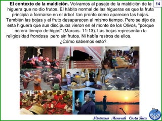 Ministerio Menorah Costa Rica
14El contexto de la maldición. Volvamos al pasaje de la maldición de la
higuera que no dio frutos. El hábito normal de las higueras es que la fruta
principia a formarse en el árbol tan pronto como aparecen las hojas.
También las bojas y el fruto desaparecen al mismo tiempo. Pero se dijo de
esta higuera que sus discípulos vieron en el monte de los Olivos, "porque
no era tiempo de higos" {Marcos. 11:13). Las hojas representan la
religiosidad frondosa pero sin frutos. Ni había rastros de ellos.
¿Cómo sabemos esto?
 