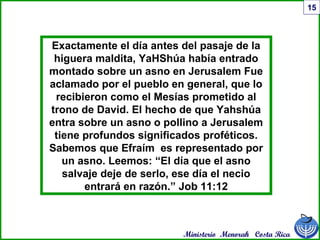 Ministerio Menorah Costa Rica
15
Exactamente el día antes del pasaje de la
higuera maldita, YaHShúa había entrado
montado sobre un asno en Jerusalem Fue
aclamado por el pueblo en general, que lo
recibieron como el Mesías prometido al
trono de David. El hecho de que Yahshúa
entra sobre un asno o pollino a Jerusalem
tiene profundos significados proféticos.
Sabemos que Efraím es representado por
un asno. Leemos: “El día que el asno
salvaje deje de serlo, ese día el necio
entrará en razón.” Job 11:12
 