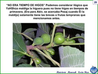 Ministerio Menorah Costa Rica
29
“NO ERA TIEMPO DE HIGOS” Podemos considerar ilógico que
YaHShúa maldiga la higuera pues no tiene higos en tiempos de
primavera. (Era para Abiv, se acercaba Pesaj cuando Él la
maldijo) solamente tiene las brevas o frutas tempranas que
mencionamos antes.
 