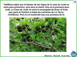 Ministerio Menorah Costa Rica
30
YaHShúa sabía que el tiempo de los higos de la casa de Judá no
sería para primavera, sino para el otoño. Esa es la promesa para
Judá. La Casa de Judá no sería la encargada de llevar el fruto
que sacia el hambre a todas las naciones de La Tierra.
(YaHShúa) Pero en el trasfondo hay una promesa de fe.
 