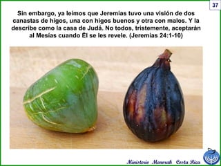 Ministerio Menorah Costa Rica
37
Sin embargo, ya leímos que Jeremías tuvo una visión de dos
canastas de higos, una con higos buenos y otra con malos. Y la
describe como la casa de Judá. No todos, tristemente, aceptarán
al Mesías cuando Él se les revele. (Jeremías 24:1-10)
 