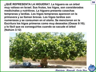 Ministerio Menorah Costa Rica
04
¿QUÉ REPRESENTA LA HIGUERA?. La higuera es un árbol
muy valioso en Israel. Sus frutos, los higos, son considerados
medicinales y nutritivos. La higuera presenta cosechas
tempranas y tardías. Los higos tempranos aparecen en la
primavera y se llaman brevas. Los higos tardíos son
numerosos y se consumen en el otoño. Se mencionan en la
Escritura los higos primeros como muy deseados (Oseas 9:10);
y lo fácil que es conseguirlos cuando se sacude el árbol
(Nahúm 3:12)
 