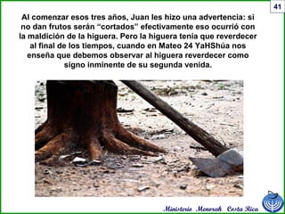 Ministerio Menorah Costa Rica
41
Al comenzar esos tres años, Juan les hizo una advertencia: si
no dan frutos serán “cortados” efectivamente eso ocurrió con
la maldición de la higuera. Pero la higuera tenía que reverdecer
al final de los tiempos, cuando en Mateo 24 YaHShúa nos
enseña que debemos observar al higuera reverdecer como
signo inminente de su segunda venida.
 