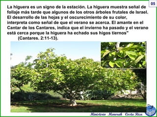 Ministerio Menorah Costa Rica
05
La higuera es un signo de la estación. La higuera muestra señal de
follaje más tarde que algunos de los otros árboles frutales de Israel.
El desarrollo de las hojas y el oscurecimiento de su color,
interpreta como señal de que el verano se acerca. El amante en el
Cantar de los Cantares, indica que el invierno ha pasado y el verano
está cerca porque la higuera ha echado sus higos tiernos"
(Cantares. 2:11-13).
 