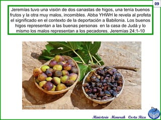 Ministerio Menorah Costa Rica
09
Jeremías tuvo una visión de dos canastas de higos, una tenía buenos
frutos y la otra muy malos, incomibles. Abba YHWH le revela al profeta
el significado en el contexto de la deportación a Babilonia. Los buenos
higos representan a las buenas personas en la casa de Judá y lo
mismo los malos representan a los pecadores. Jeremías 24:1-10
 