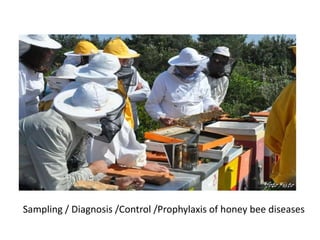 Sampling / Diagnosis /Control /Prophylaxis of honey bee diseases
 