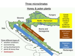 Bosnia and
Herzegovina
Serbia
Slovenia
Hungary
Montenegro
Italy
Three microclimates
North - Pannonian
Three different types of:
 weather conditions
 overwintering
 spring developments
 plants & honey flow
Honey & polen plants
Canola
Acacia
Amorpha
Chestnut
Linden
Sunflower
Goldenrod
Wild flowers
Heather
Savory
Honeydew
Rosemary
Sage
Lavender
 beekeepers
 