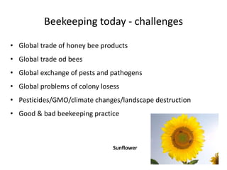 Beekeeping today - challenges
• Global trade of honey bee products
• Global trade od bees
• Global exchange of pests and pathogens
• Global problems of colony losess
• Pesticides/GMO/climate changes/landscape destruction
• Good & bad beekeeping practice
Sunflower
 