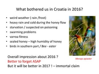 What bothered us in Croatia in 2016?
• weird weather ( rain /frost)
• heavy rain and cold during the honey flow
• starvation / suspected on poisoning
• swarming problems
• varroa fitness
• sealed honey – high humidity of honey
• birds in southern part / Bee - eater
Merops apiaster
Overall impression about 2016 ?
Better to forget ASAP
But it will be better in 2017 ! – immortal claim
 