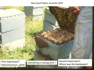 First impression?
Vaaauuuuuuuu…great
New South Wales, Australia 1993.
Something is wrong here !
Second impression?
Where was the beekeeper?
 