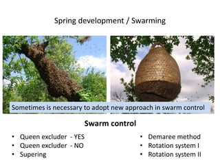 Spring development / Swarming
• Queen excluder - YES
• Queen excluder - NO
• Supering
• Demaree method
• Rotation system I
• Rotation system II
Swarm control
Sometimes is necessary to adopt new approach in swarm control
 