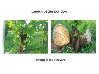 …much better position…
Swarm in the vineyard
 
