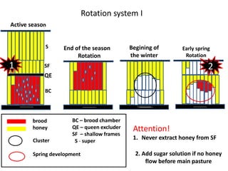 QE
BC
SF
S
BC – brood chamber
QE – queen excluder
SF – shallow frames
S - super
brood
honey
Rotation system I
Cluster
Spring development
Active season
End of the season
Rotation
Begining of
the winter
Early spring
Rotation
1
Attention!
1. Never extract honey from SF
2
2. Add sugar solution if no honey
flow before main pasture
 