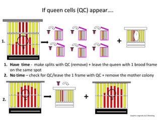 Graphics originally by O.Boecking
♀
+
+ + +
If queen cells (QC) appear….
1. Have time - make splits with QC (remove) + leave the queen with 1 brood frame
on the same spot
2. No time – check for QC/leave the 1 frame with QC + remove the mother colony
1.
2.
+
 