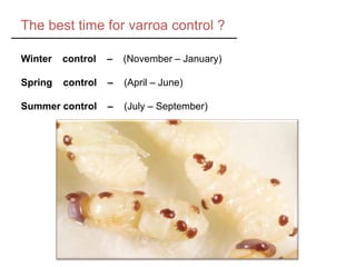 The best time for varroa control ?
Winter control – (November – January)
Spring control – (April – June)
Summer control – (July – September)
 