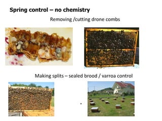 .
Spring control – no chemistry
Removing /cutting drone combs
Making splits – sealed brood / varroa control
 