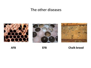 The other diseases
AFB EFB Chalk brood
 