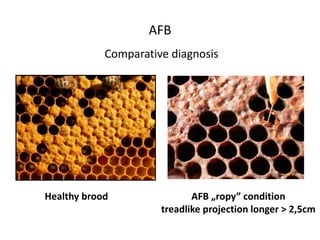 AFB
Healthy brood
Comparative diagnosis
AFB „ropy” condition
treadlike projection longer > 2,5cm
 