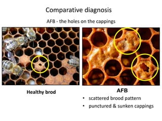 AFB - the holes on the cappings
Healthy brod AFB
• scattered brood pattern
• punctured & sunken cappings
Comparative diagnosis
 