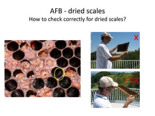 AFB - dried scales
How to check correctly for dried scales?
X
OK
 