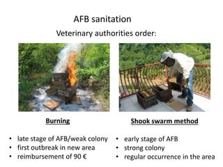 AFB sanitation
Shook swarm method
• early stage of AFB
• strong colony
• regular occurrence in the area
Burning
• late stage of AFB/weak colony
• first outbreak in new area
• reimbursement of 90 €
Veterinary authorities order:
 