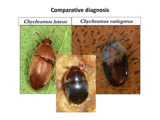 Comparative diagnosis
3.2 – 5.6 mm
© 2010 Torsten
Bittner
5 – 7
mm
Chychramus luteus Chychramus variegatus
 