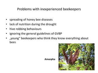Problems with inexperienced beekeepers
• spreading of honey bee diseases
• lack of nutrition during the drought
• hive robbing behaviours
• ignoring the general guidelines of GVBP
• „young” beekeepers who think they know everything about
bees
Amorpha
 