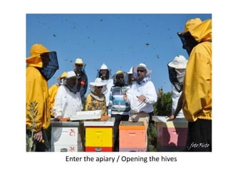 Enter the apiary / Opening the hives
 