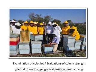 Examination of colonies / Evaluations of colony strenght
/period of season, geografical position, productivity/
 