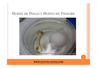 HUESO DE POLLO Y HUEVO EN VINAGRE




           WWW.ZANTELATINO.COM
              Video Hueso Blando
 