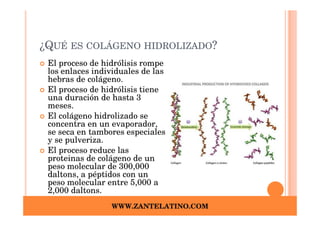 ¿QUÉ ES COLÁGENO HIDROLIZADO?
 El proceso de hidrólisis rompe
 los enlaces individuales de las
 hebras de colágeno.
 El proceso de hidrólisis tiene
 una duración de hasta 3
 meses.
 El colágeno hidrolizado se
 concentra en un evaporador,
 se seca en tambores especiales
 y se pulveriza.
 El proceso reduce las
 proteinas de colágeno de un
 peso molecular de 300,000
 daltons, a péptidos con un
 peso molecular entre 5,000 a
 2,000 daltons.
                 WWW.ZANTELATINO.COM
 