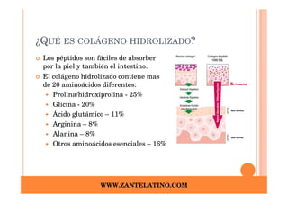 ¿QUÉ ES COLÁGENO HIDROLIZADO?
 Los péptidos son fáciles de absorber
 por la piel y también el intestino.
 El colágeno hidrolizado contiene mas
 de 20 aminoácidos diferentes:
    Prolina/hidroxiprolina - 25%
    Glicina - 20%
    Ácido glutámico – 11%
    Arginina – 8%
    Alanina – 8%
    Otros aminoácidos esenciales – 16%




                  WWW.ZANTELATINO.COM
 